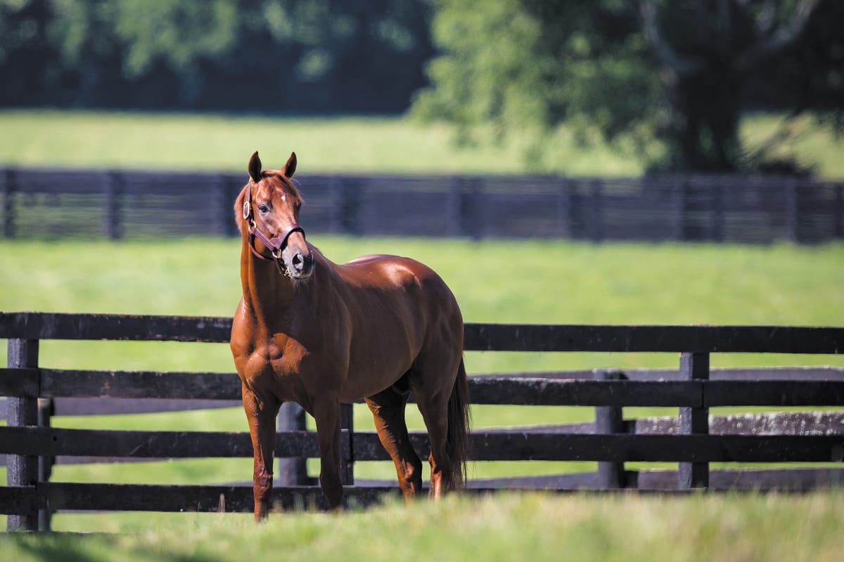 Gun Runner a rarity  on the track