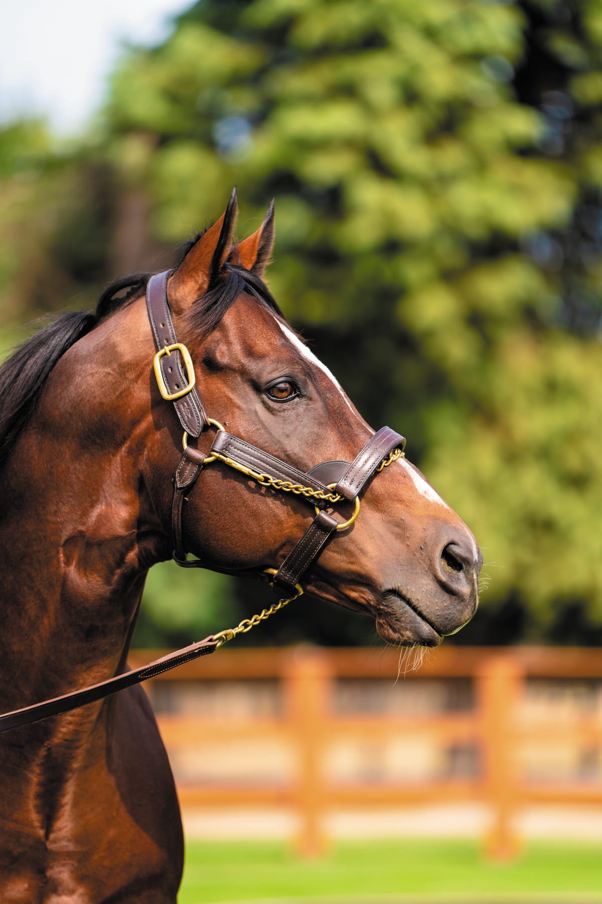 Toronado