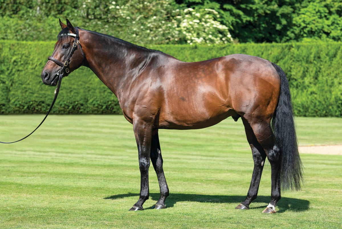 Classic duo,  Dubawi and Kingman