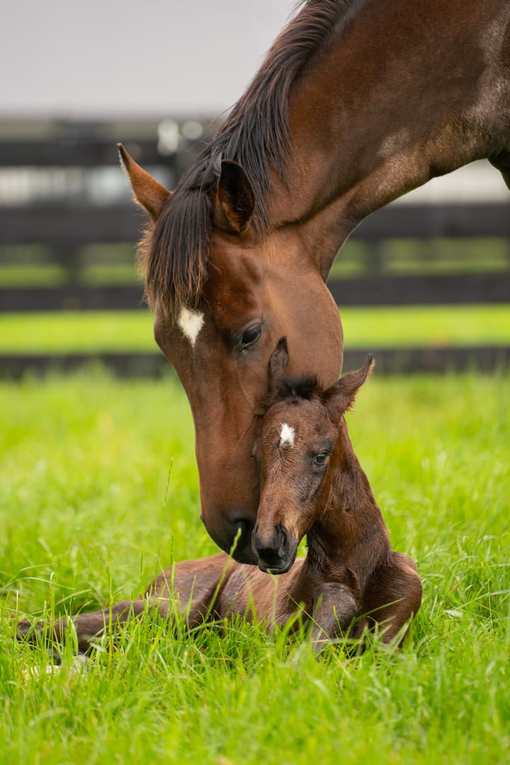 Cambridge Stud